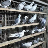 کبوتر جوجه پرشی|پرنده|قائمشهر, |دیوار