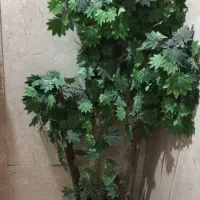 ۲ عدد درختچه خارجی