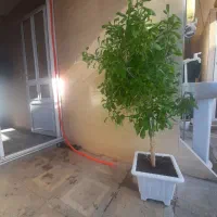 درختچه طبیعی مناسب سالن و مغازه