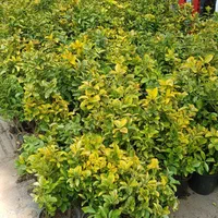 شمشاد طلایی سطل ۳