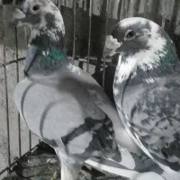 کفترصیدوجفتگاه|پرنده|مشهد, امام خمینی|دیوار