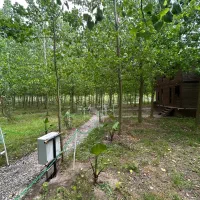 ویلای چوبی تو آغوش جنگل|فروش خانه و ویلا|قشم, |دیوار