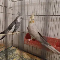 یک جفت عروس هلندی سخنگو|پرنده|سمنان, |دیوار