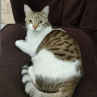 گربه گمشده به اسم تامی