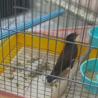 فروش مرغ مینا|پرنده|بومهن, |دیوار