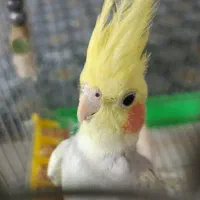 عروس هلندی دستی بسیار زیبا