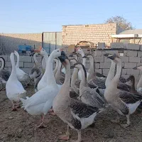 فروشی|پرنده|محمدبار, |دیوار