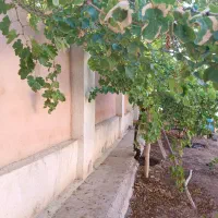 خونه باغ یحیی آباد|فروش خانه و ویلا|کاشان, مزرعه نو|دیوار