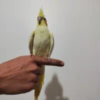 طوطی عروس هلندی