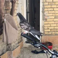 گمشده|پرنده|گلپایگان, |دیوار