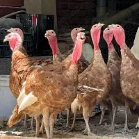 بوقلمون برون وبیوتی 6گوشتی