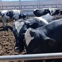 گوساله 20راس