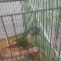 گرینجیک نیمه دستی بالغ|پرنده|زابل, |دیوار