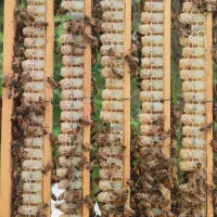 فروش ژل رویال