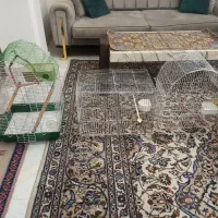 قفس مناسب عروس هلندی طوطی برزیلی مرغ میتا