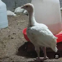 جوجه بوقلمون گوشتی یک ماهه