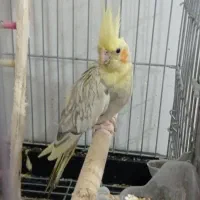 عروس هلندی طوطی|پرنده|محمدشهر, محمدشهر|دیوار