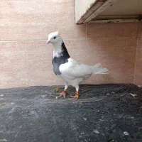 طوقی|پرنده|مسجد سلیمان, |دیوار