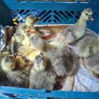 جوجه غاز|حیوانات مزرعه|ارشق, |دیوار