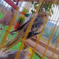 یک جفت عروس هلندی