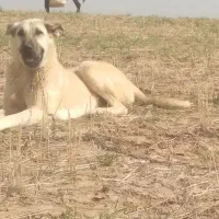 ماده سرابی جوان یک سال نیم