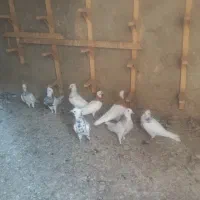 10عدد کبوتر|پرنده|اسلام‌شهر, شهرک واوان|دیوار