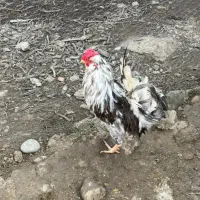 تخم مرغ گلین ریشو پنگونی و برهما لایت و برهما کوکو|حیوانات مزرعه|چالوس, |دیوار