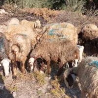 فروش میش بره دار و آبستن|حیوانات مزرعه|کازرون, |دیوار