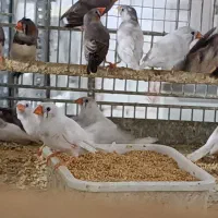 فنچ مغلوف عمده