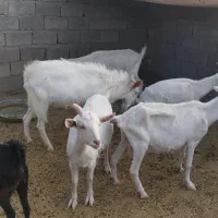 بزسانن‌آبستن|حیوانات مزرعه|فریمان, |دیوار