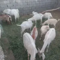 بز سانن