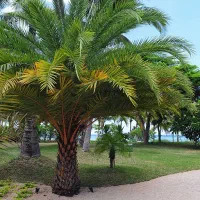 خوشه خرما شما رواجاره میکنم هرچقدرباشه