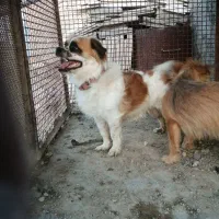 فروش یک جفت سگ پاکوتاه|سگ|میبد, |دیوار