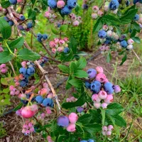 نهال بلوبری