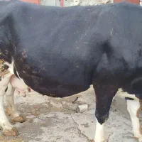 گاو آبستن سالم