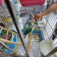 گرینچک سرلاکی جفت نر تک