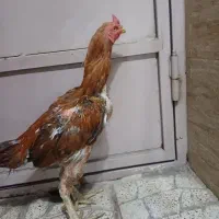 خروس لاری|حیوانات مزرعه|جوادآباد, |دیوار