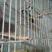 سهره قناری|پرنده|خاش, |دیوار