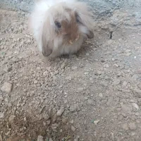 خرگوش لپ