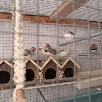 تعداد ۱۰ عدد فنچ