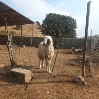 بره قوچ|حیوانات مزرعه|بدره, |دیوار