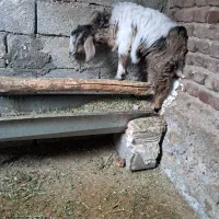 یک عدد بزغاله ماده