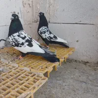 سار سیاه و سینه سیاه