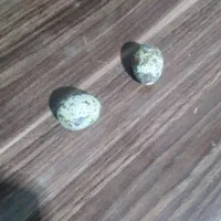 تخم بلدرچین نطفه دار