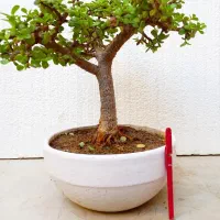 نخل ماداگاسکار.کاکتوس .گل .بنسای.بونسای ورامین ژژ|گل و گیاه طبیعی|ورامین, ورامین|دیوار