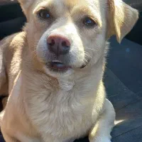 صگ گمشده|حیوانات|بومهن, |دیوار