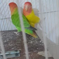 کوتوله دستی اوپال|پرنده|تایباد, |دیوار