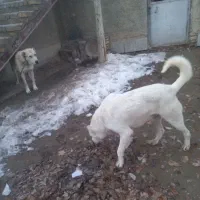 فروش ۲ غلاده سگ