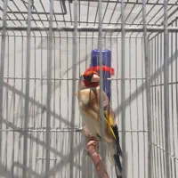 سهره قفسی دهندار