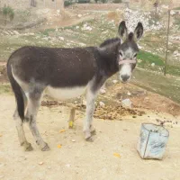 خر، الاغ ماده